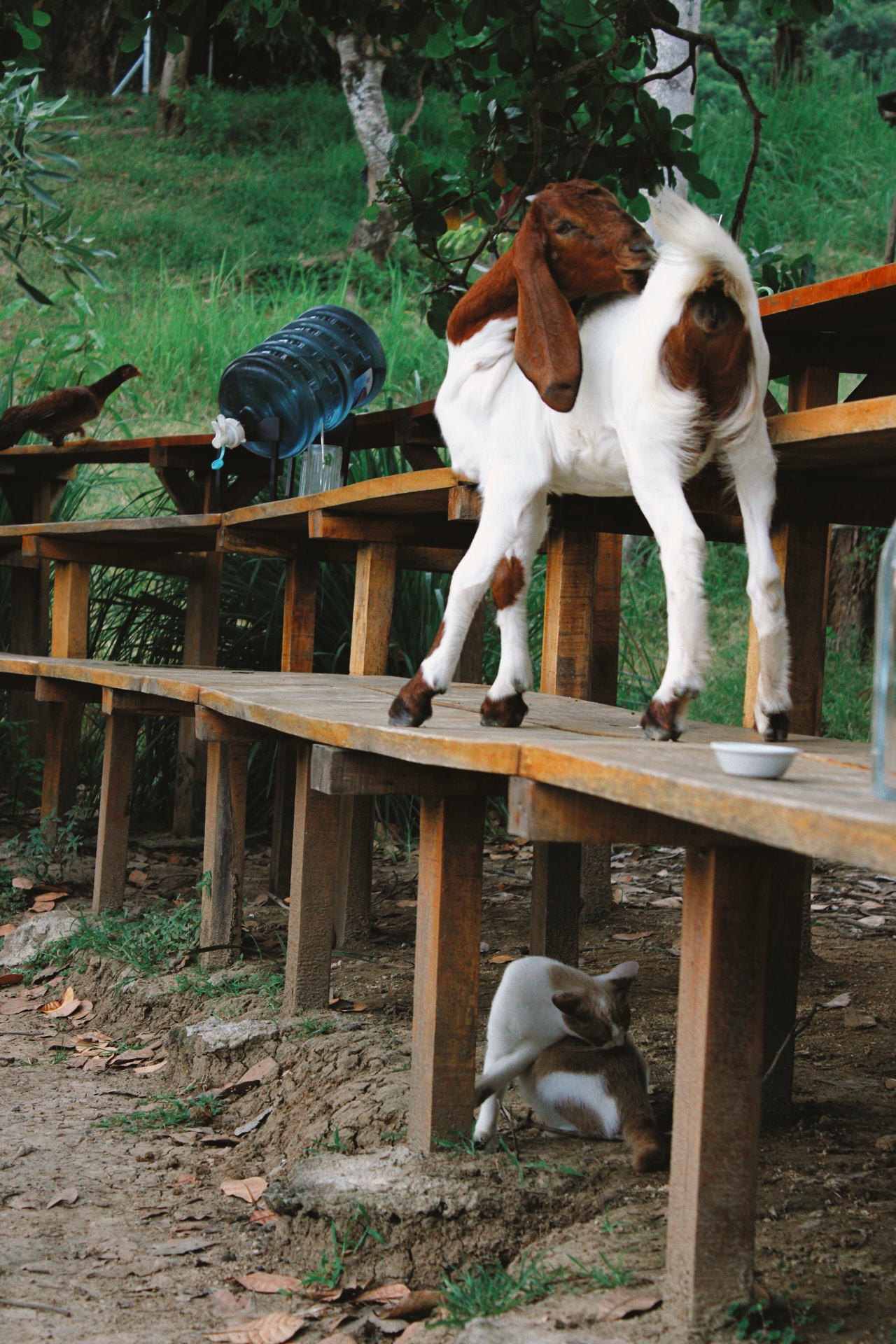 Farm Life in Indonesia: What a Day Really Looks Like on a Working Farm