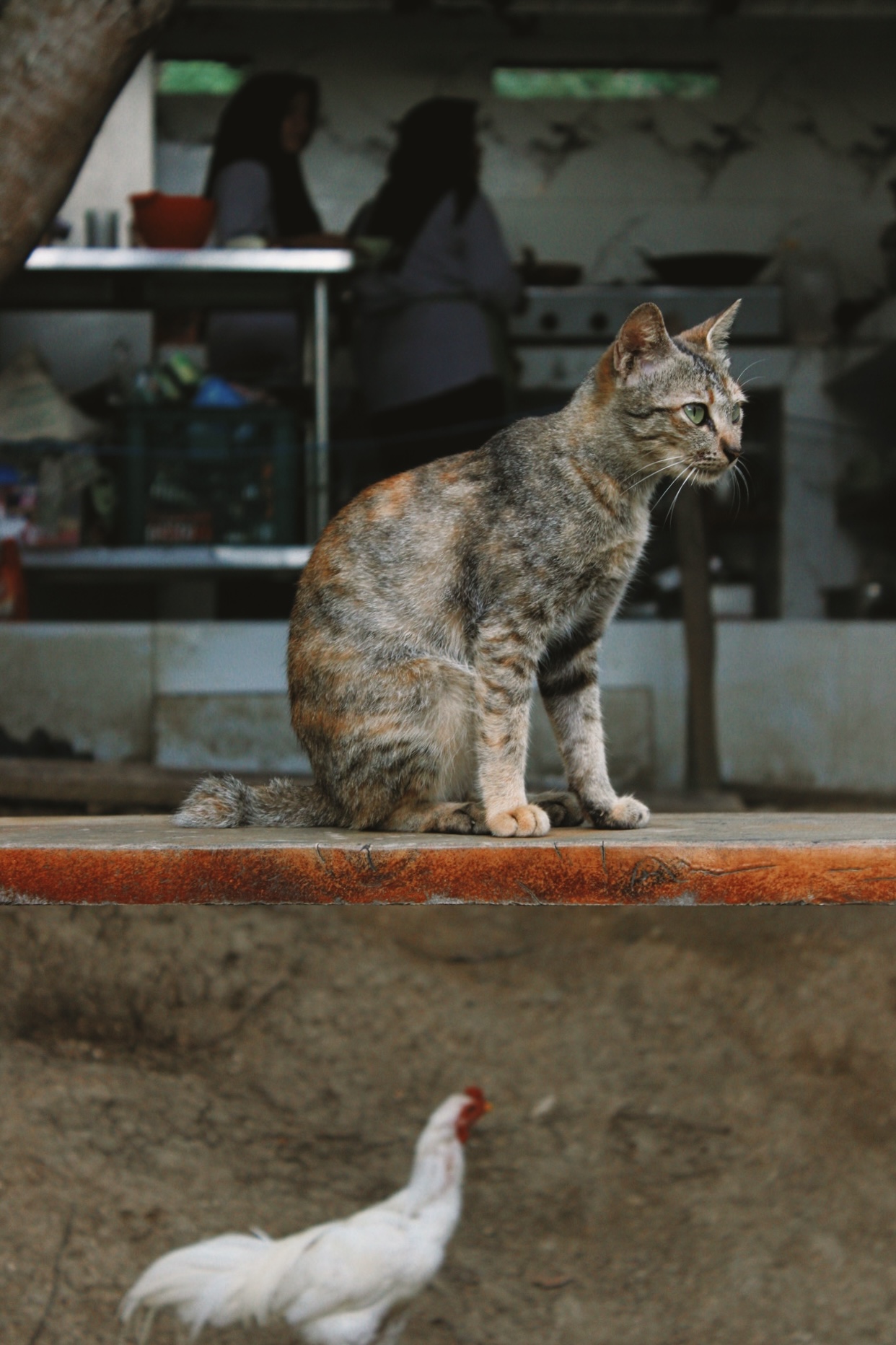 Permaculture Farms in Indonesia: Where Sustainable Living Meets Adventure